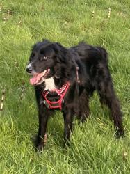 Reunited Male Dog last seen Main Street near Anderson School , Bothell, WA 98011