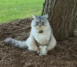 Reunited Male Cat last seen Arbutus Safeway, Vancouver, BC V6L 3E1