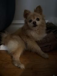 Reunited Female Dog last seen Natural Bridge / Lucas and Hunt , St. Louis, MO 63121