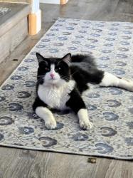 Reunited Female Cat last seen N Caspian Way & Paso Fino, San Tan Valley, AZ 85143