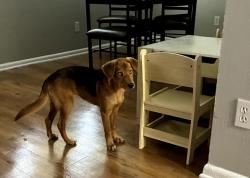 Found/Stray Female Dog last seen McCullough Ave and Rampart San Antonio, TX 78216, San Antonio, TX 78216