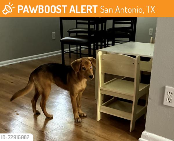 Found/Stray Female Dog last seen McCullough Ave and Rampart San Antonio, TX 78216, San Antonio, TX 78216