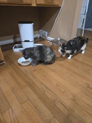Reunited Female Cat last seen Rosemeade Drive , Fairfax, VA 22033