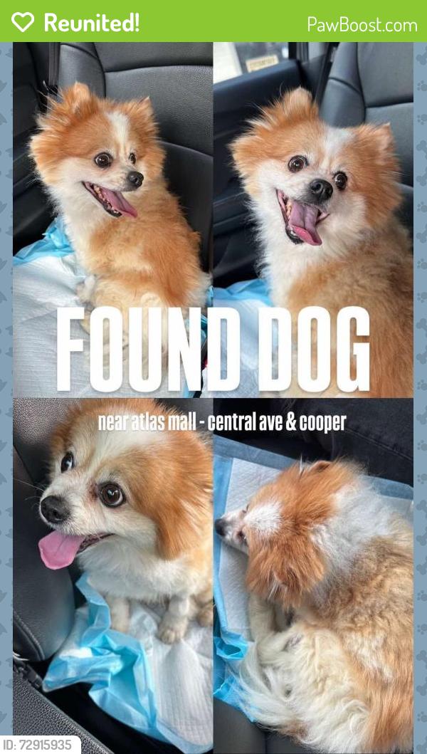 Reunited Male Dog last seen Near cooper and central by atlas mall, Queens, NY 11385
