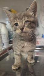 Shelter Stray Female Cat last seen E Manning and S Elm, Fresno Zone Fresno CO 1A 93725, CA, Fresno, CA 93706