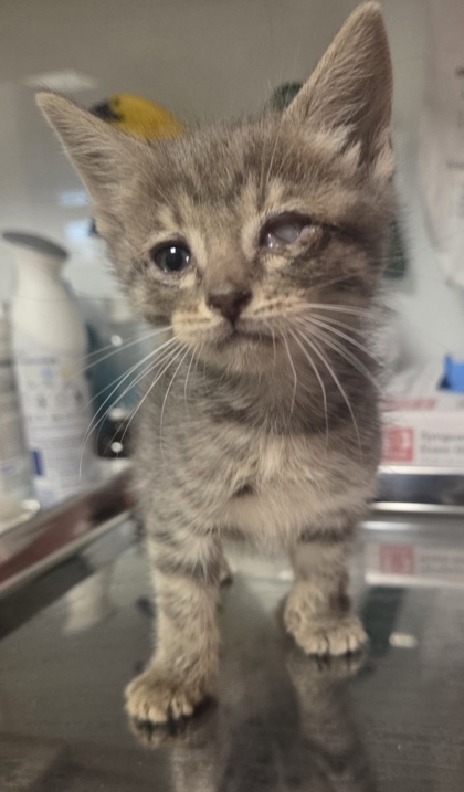 Shelter Stray Female Cat last seen E Manning and S Elm, Fresno Zone Fresno CO 1A 93725, CA, Fresno, CA 93706