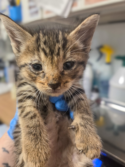 Shelter Stray Male Cat last seen E Manning and S Elm, Fresno Zone Fresno CO 1A 93725, CA, Fresno, CA 93706