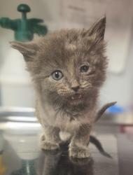 Shelter Stray Male Cat last seen E Manning and S Elm, Fresno Zone Fresno CO 1A 93725, CA, Fresno, CA 93706