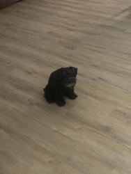 Reunited Male Dog last seen via nomi, Henderson, NV 89052
