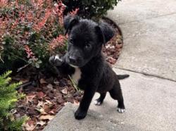 Shelter Stray Male Dog last seen Independence Ave & Quincy Ave, KCMO, 64124, 64124, MO, Kansas City, MO 64132