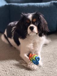 Reunited Male Dog last seen Ott St & Parkway Blvd, Allentown, PA 18104