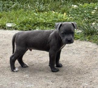Shelter Stray Male Dog last seen Independence Ave & Quincy Ave, KCMO, 64124, 64124, MO, Kansas City, MO 64132