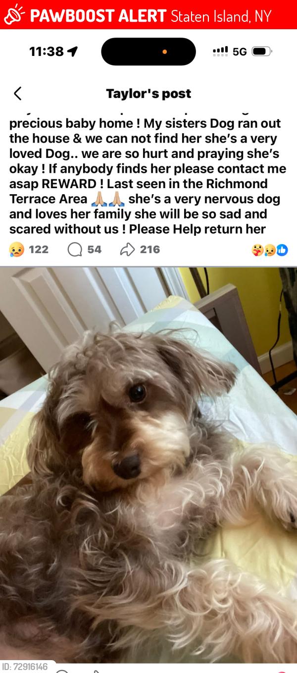 Lost Female Dog last seen Merserau Ave, Staten Island, NY 10302