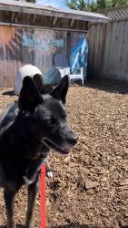 Lost Male Dog last seen Jordan St, Moss Beach, CA 94038