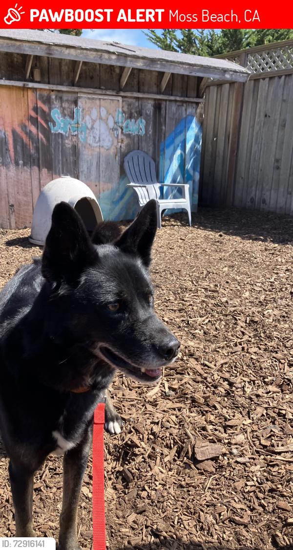 Lost Male Dog last seen Jordan St, Moss Beach, CA 94038