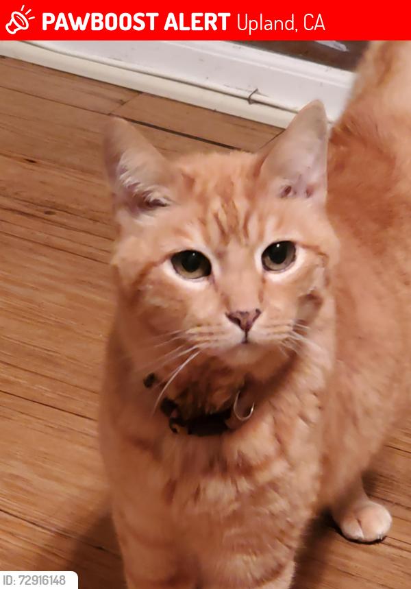Lost Male Cat last seen Campus, Upland, CA 91786