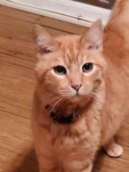 Lost Male Cat last seen Campus, Upland, CA 91786
