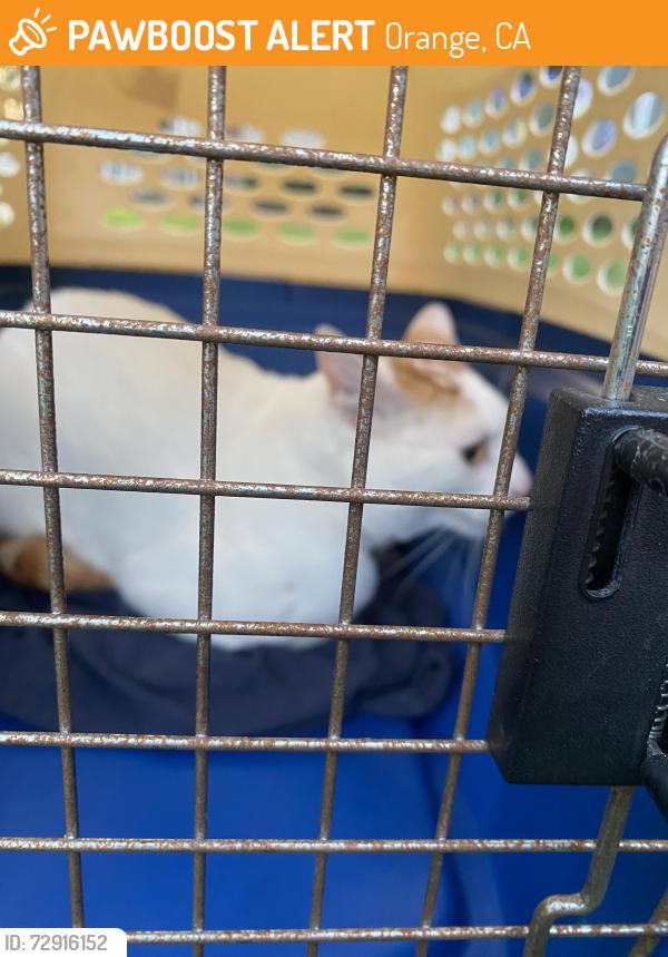 Found/Stray Male Cat last seen lemon and la veta , Orange, CA 92866