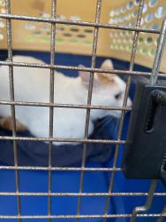 Found/Stray Male Cat last seen lemon and la veta , Orange, CA 92866