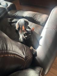 Lost Male Cat last seen Serenity Tennis Courts, Lake Elsinore, CA 92530