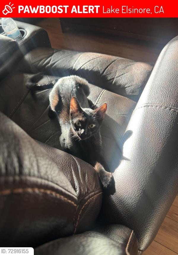 Lost Male Cat last seen Serenity Tennis Courts, Lake Elsinore, CA 92530