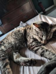 Reunited Male Cat last seen palmer and lotz, Canton Township, MI 48188