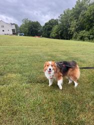 Reunited Male Dog last seen Barren river , Lucas, KY 42156