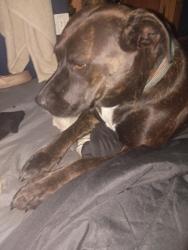 Lost Female Dog last seen Lakeview Hyatt , Fremont, CA 94539