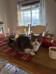 Reunited Male Cat last seen Lanes bluff , Clinton, TN 37716
