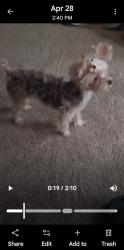 Lost Female Dog last seen Ella blvd, Houston, TX 77014