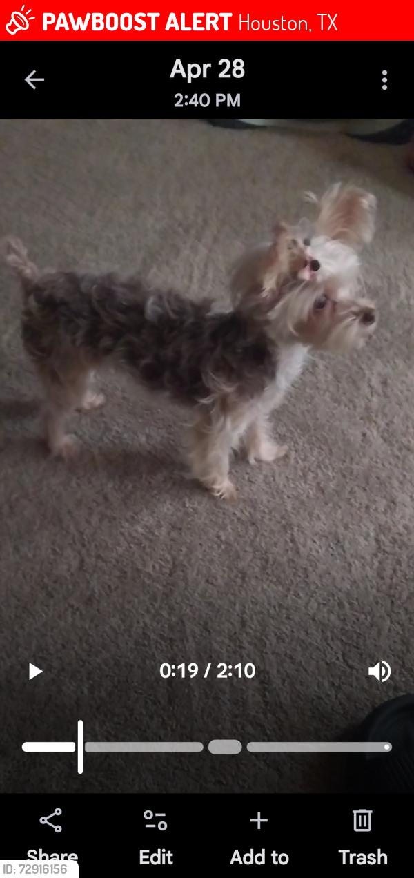 Lost Female Dog last seen Ella blvd, Houston, TX 77014