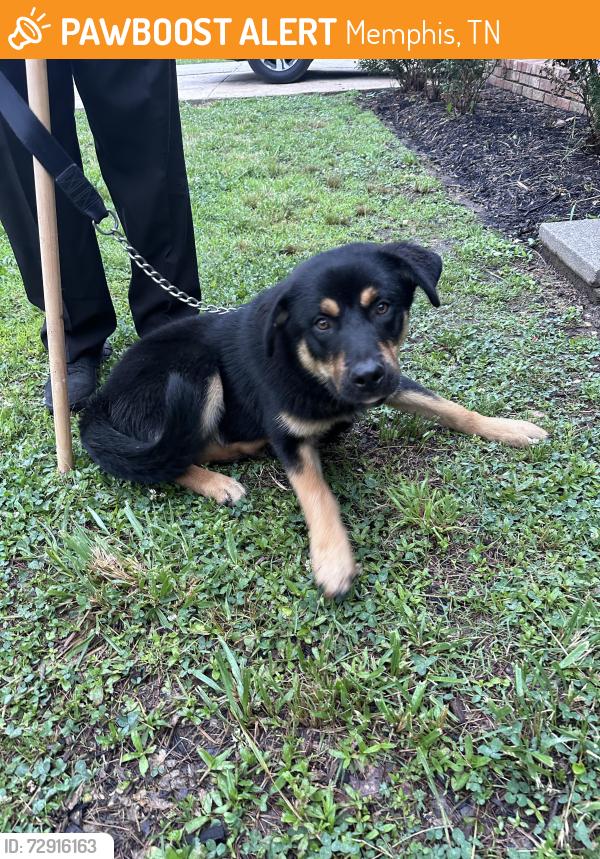 Found/Stray Unknown Dog last seen Raleigh-Lagrange and Courtney Dr, Memphis, TN 38134