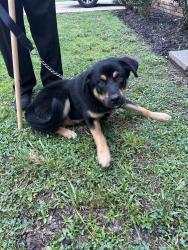 Found/Stray Unknown Dog last seen Raleigh-Lagrange and Courtney Dr, Memphis, TN 38134