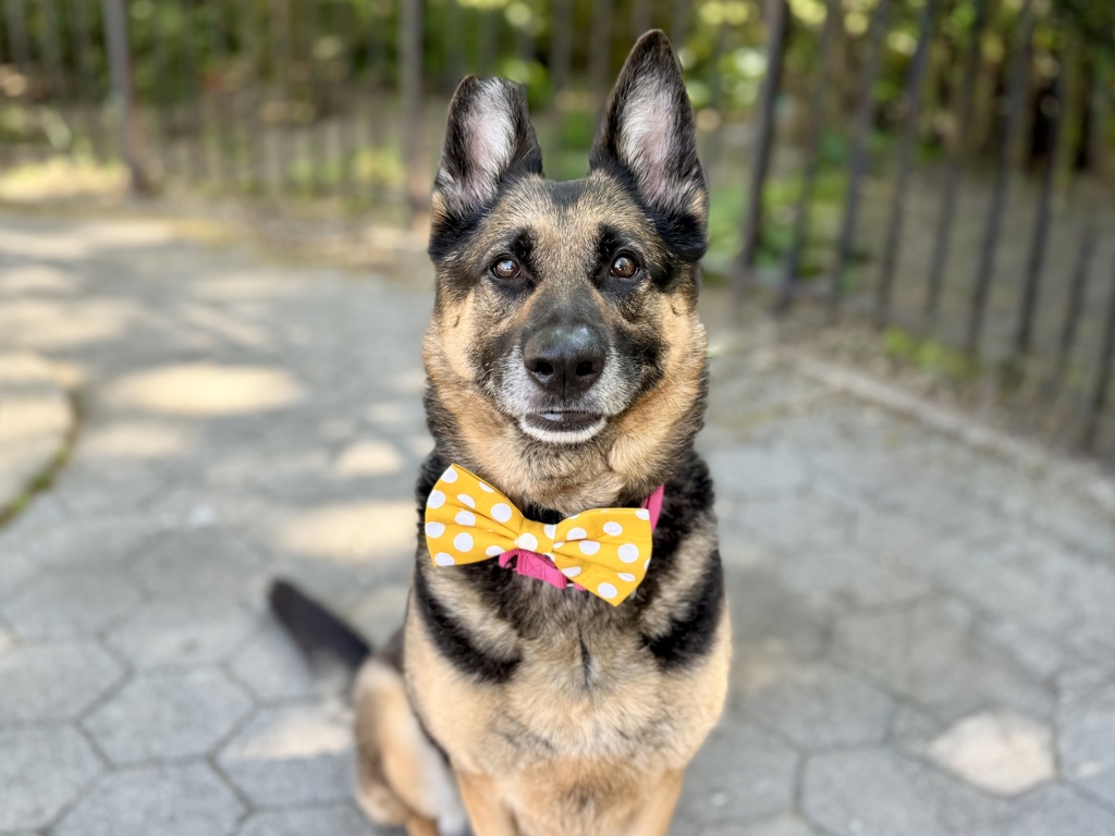 Shelter Stray Male Dog last seen 70-80th Street, NEW YORK, NY, 10019, New York, NY 10029