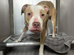 Shelter Stray Male Dog last seen Near W 142nd Street, NEW YORK, NY, 10030, New York, NY 10029