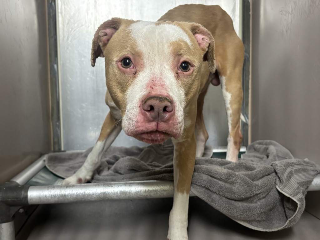 Shelter Stray Male Dog last seen Near W 142nd Street, NEW YORK, NY, 10030, New York, NY 10029