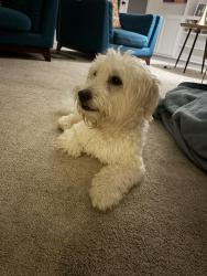 Found/Stray Male Dog last seen twin lakes park, Dallas, TX 75248