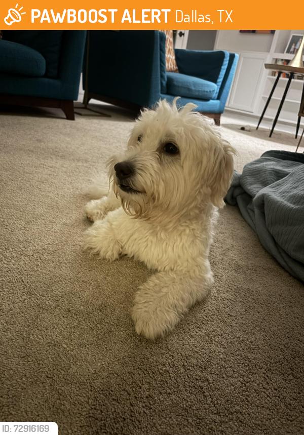 Found/Stray Male Dog last seen twin lakes park, Dallas, TX 75248