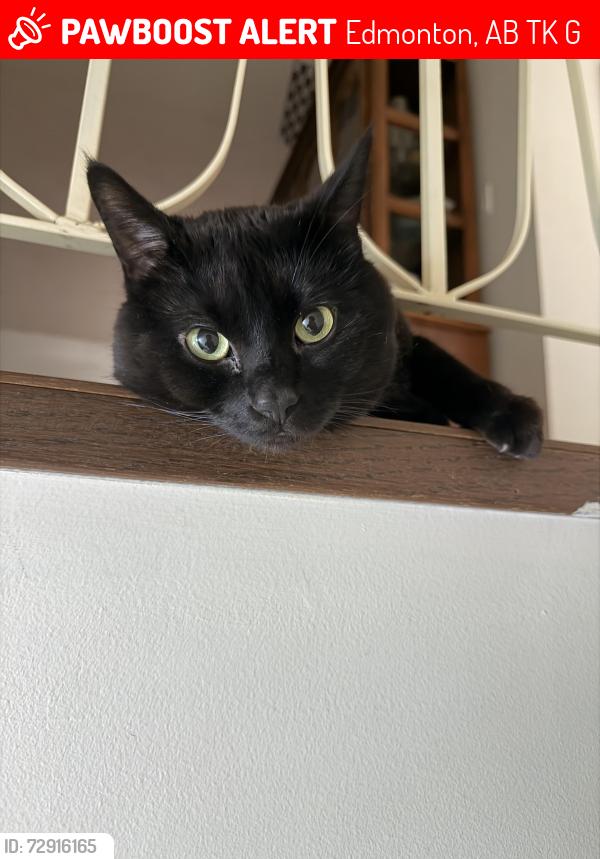 Lost Male Cat last seen 50st 19 ave, Edmonton, AB T6K 2G8