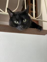 Lost Male Cat last seen 50st 19 ave, Edmonton, AB T6K 2G8
