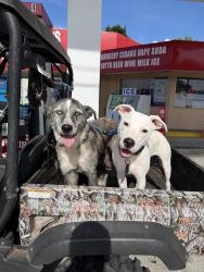Reunited Male Dog last seen Spring garden ranch road, De Leon Springs, FL 32130