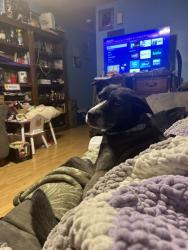 Reunited Female Dog last seen Near Silverlining Rd, Mooresville, NC 28117, USA, Mooresville, NC 28117