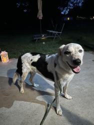 Reunited Male Dog last seen NW 84th & McKinley, Oklahoma City, OK 73114