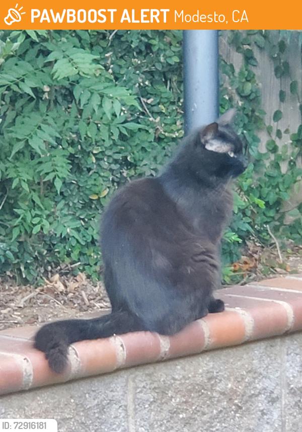 Found/Stray Male Cat last seen Litt, Hillglen, Kee Lane, Modesto, CA 95355