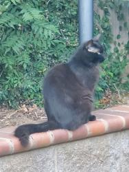 Found/Stray Male Cat last seen Litt, Hillglen, Kee Lane, Modesto, CA 95355