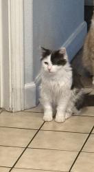 Reunited Female Cat last seen Archibald and 4 st , Ontario, CA 91764