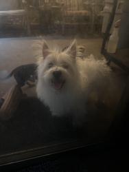 Reunited Male Dog last seen San Marcos Dr and S Normandale , Fort Worth, TX 76116