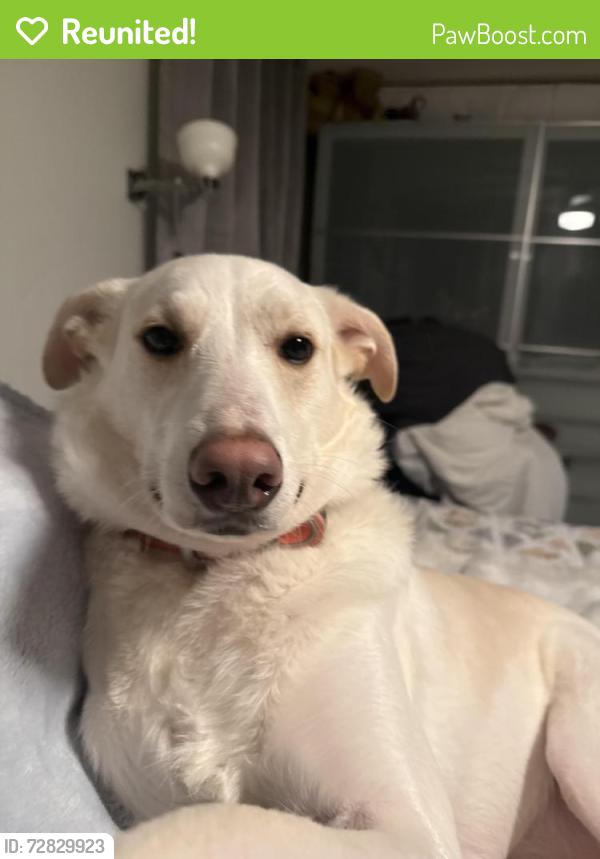 Reunited Female Dog last seen cross st and old oaken bucket, Norwell, MA 02061