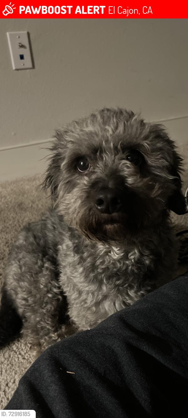 Lost Male Dog last seen Emerald & Washington , El Cajon, CA 92020