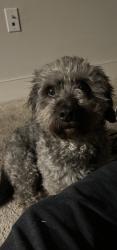 Lost Male Dog last seen Emerald & Washington , El Cajon, CA 92020